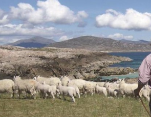 Crofter with flock of sheep. Credit:Crofting Commission