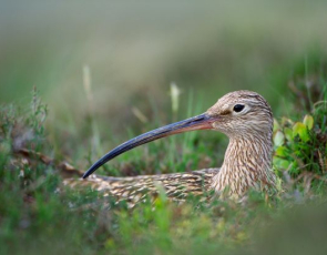 Curlew hiding in grass