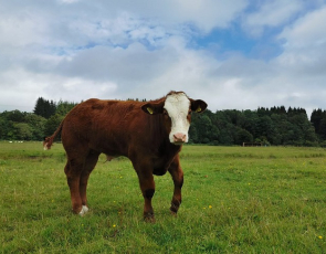 Brown cow with white face standing in field with trees in background