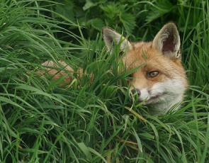 Fox - Photo by Peter Trimming on Flickr