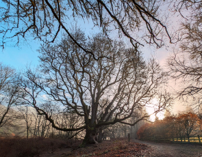 Large oak tree with winter sun behind it
