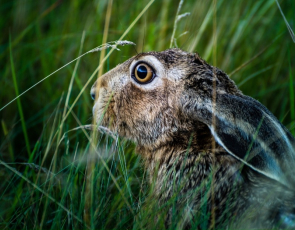 Close up of a hare in long grass