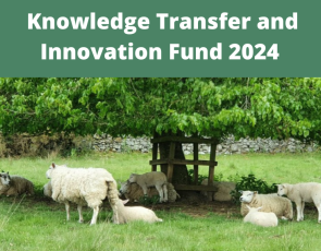 Knowledge Transfer and Innovation Fund Image of sheep grazing under tree