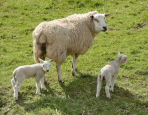 Ewe and two lambs in field