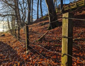 Old fence separating farm land from woodland