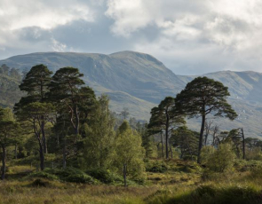 View of trees at Loch Arkaig with mountain in the background