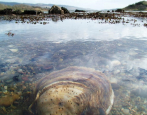 Submerged native Scottish oyster 