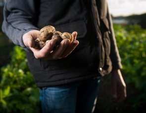 Farmer holding potatoes