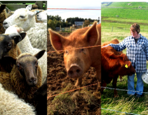 Collage of crofting images