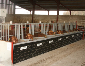 Cows in stall