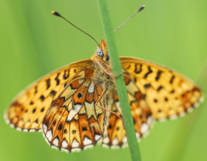 Pearl-bordered fritillary butterfly on plant stem