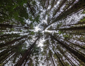 View from the ground to tree canopy