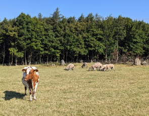 cow and sheep in field with trees in background