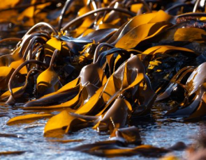 Close up view of seaweed on the shore