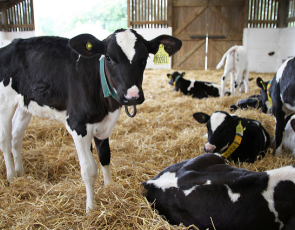 Holstein-Friesian calves in barn. Langhill Dairy Farm. 