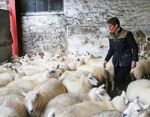 Farmer in shed with sheep