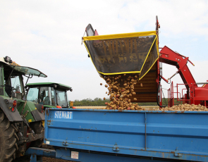 potatoes being emptied into trailer attached to tractor