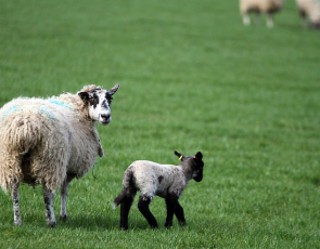 Sheep and lamb in field