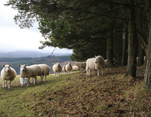 Sheep beside forest