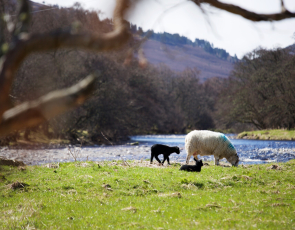 Ewe with lambs in field by river on a sunny day