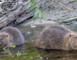 Two Beavers in River - pic by Elliot McCandless