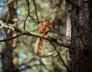 Red squirrel eating copyright Chris Aldridge