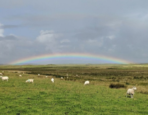 Rural Scotland with sheep