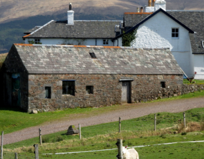 Sheep grazing with farm buildings in background
