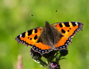 Small tortoiseshell butterfly on plant stem in the sunshine