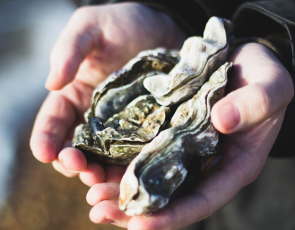hands holding oysters