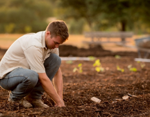 Young man planting pumpkins