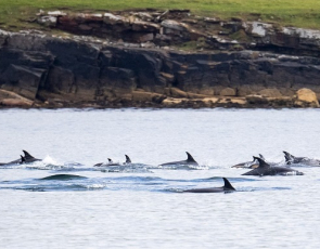 A pod of atlantic white sided dolphins