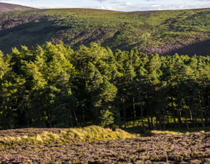 Forest in Cairngorm National Park