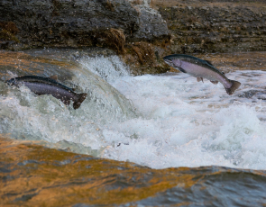 Two salmon leaping upriver