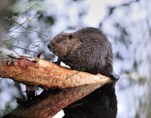 European beaver, courtesy Scottish Natural Heritage
