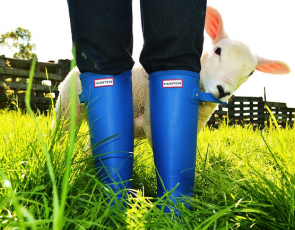 Blue wellies being nibbled by a lamb