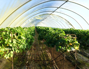 Growing food in greenhouse