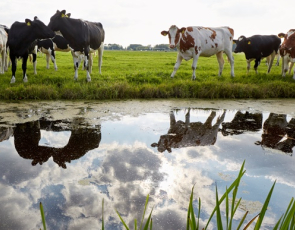 Cows in field with reflection in water