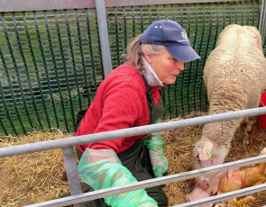 Female farmer with sheep during lambing