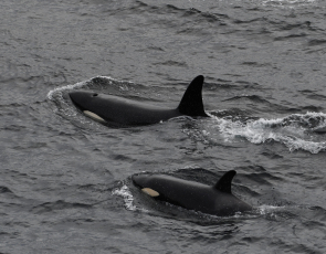 POD OF ORCAS SIGHTED CLOSE TO SHORE ON MAY 25TH OFF BURWICK. COPYRIGHT: ROBERT FOUBISTER. 