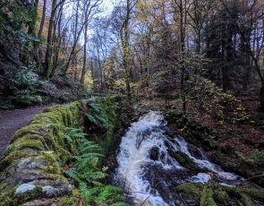 Woodlands with ferns and rushing water