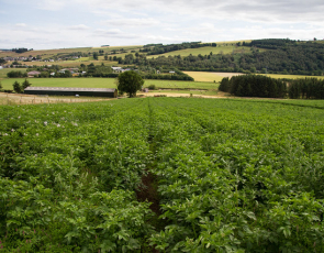 Potato field, Crown copyright. Photographer - Barrie Williams 