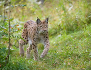 European lynx (Felis lynx) adult female walking through woodland, Norway © scotlandbigpicture.com