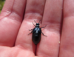 rare short necked oil beetle 