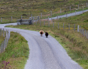 Two sheep walking along rural road © Rural matters