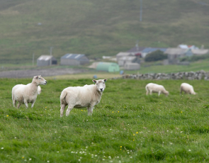 Sheep, Shetland. Crown copyright. Photographer - Barrie Williams.