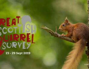 Red squirrel in tree with text 'Great Scottish Squirrel Survey'