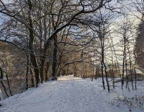 Riverbank footpath covered in snow edged by denuded trees