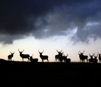 Red deer looking for feed at Glen Loth, Sutherland