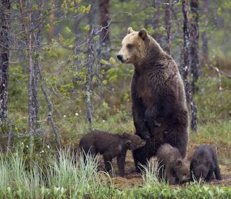 Bear with cubs in forest